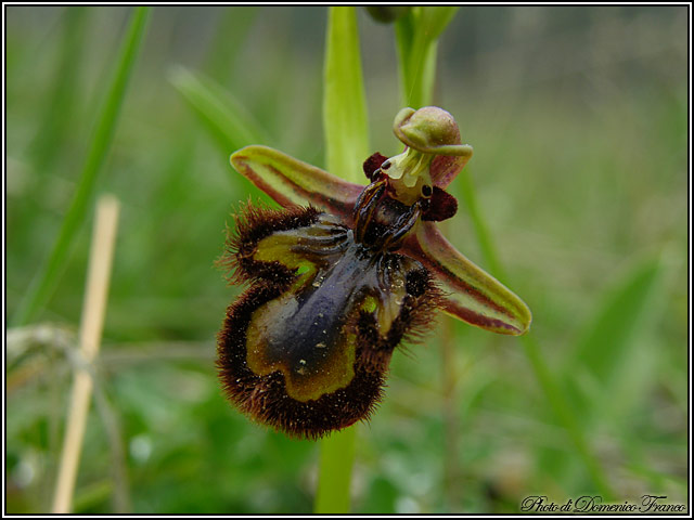 Ophrys ciliata - E'' sempre la pi bella....almeno per me!